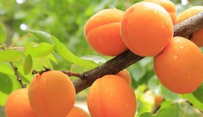 TruBiol Plant Antifreeze Industrial Applications